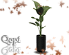 Black Vase Modern Plant