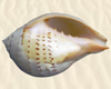 Seashell Dance Marker