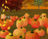 Autumn Pumpkin Patch2