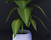 Plant Japanese