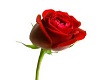 HELD HAND RED ROSE 