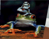 Frogmedia player