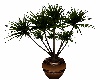 Shady MapleYucca Plant