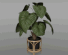 *Homalomena Rubescens