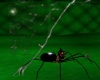 [bdtt]Corner Web Spider1