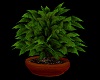 VM| Plant V2
