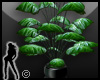 ~ Tropical plant