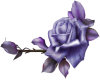 :Purple Rose: {RH}