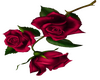 Red Rose - UPPER.L
