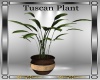 Tuscan Plant