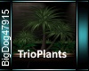 [BD]TrioPlants