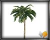 (ED1)Coconut trees