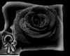 [A] Black Rose Poster