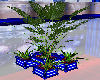 Neon BLU Plants CHILLA