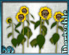 DRV Skull Sunflowers