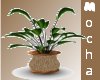 !Mo Ultimate House Plant