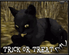 (MV) Black Cat