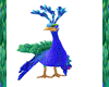 7-Peacock