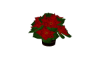 Christmas Poinsettia