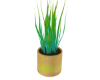 JAZ Vibrant Plant