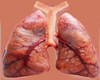 Lungs Inside