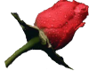 Red Rose Bud