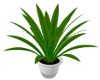 Plants1