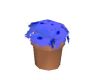 Blue flowers in pot