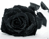 Black rose chair