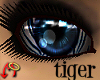 Wild.Eyes Tiger (f)
