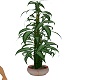 LAR Oriental plant
