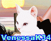 Cat pose ❀