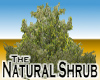 Natural Shrub -v1a