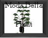 Moda Bella Plant