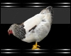 (S73) Chicken 