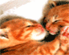 cute kissing kittens