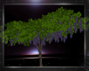 ! ENCHANTED WISTERIA pur