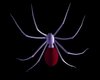 animated spider 2