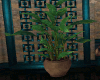 Goddess Plant #1
