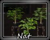 NT Heartbeat Plant 7