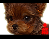 Adopt a Yorki 6