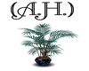 (A.H.)Blue Panther Plant