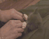 kitty jazz paws