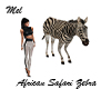 African Safari Zebra