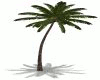 Palm Tree - Animated