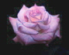 Pink Rose sticker