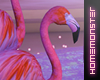 Dream big - Flamingo