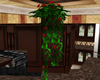 !E Cupboard Rose Plant