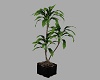~CR~Exotic Pot Plant