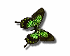 green butterfly
